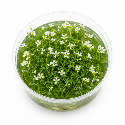 Hottonia Palustris İn Vitro Bitki